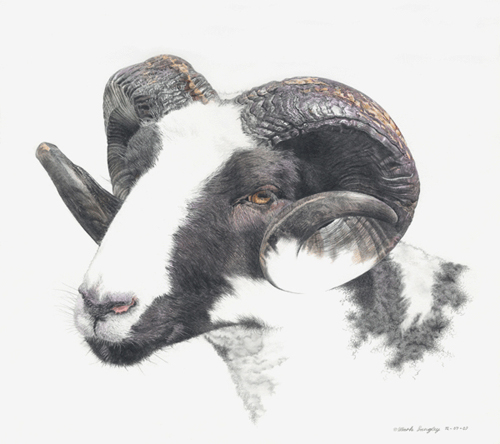 Ram Animal Logo