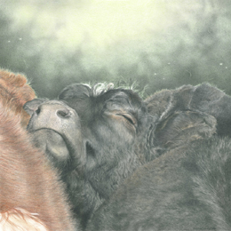 Buy a limited edition Giclée print by Mark Langley Animal Artist